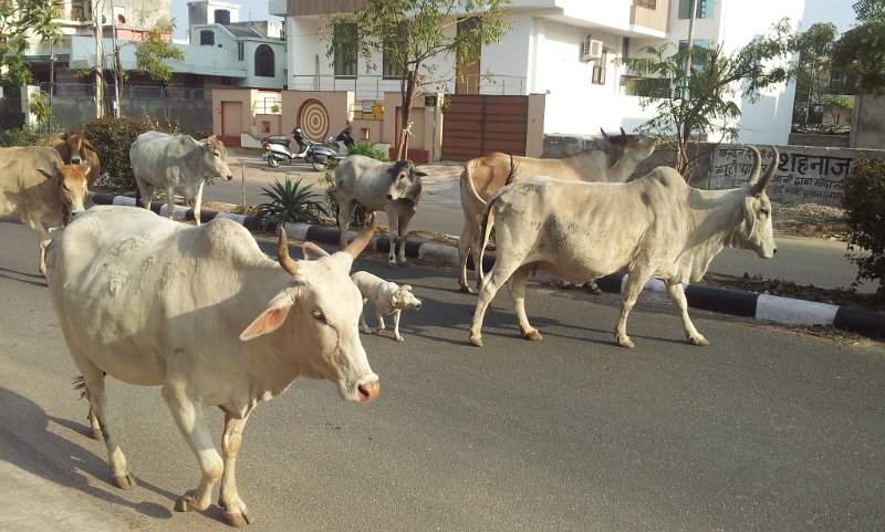 053_YieldToCows1