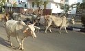 053_YieldToCows1