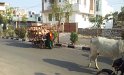 054_YieldToCows2