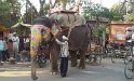055_StreetWilLife1