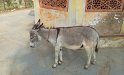 070_StreetsOfJaipur14