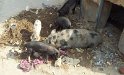 075_StreetsOfJaipur10